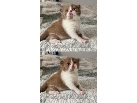 Cinnamon bicolor dişi kedimiz