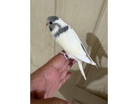 33 günlük dişi bebek muhabbet kuşu