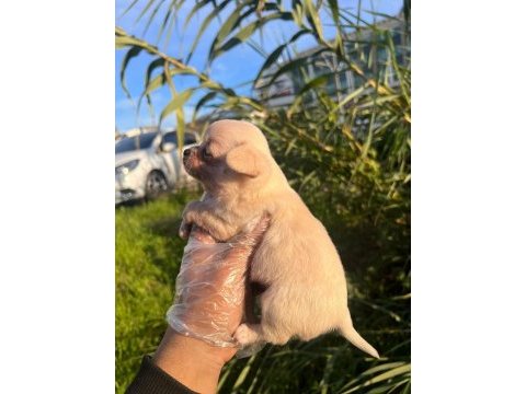 Chihuahua yavrumuz