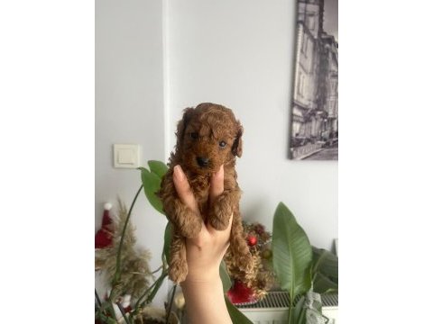 Orjinal teacup toy poodle dişi yavrular