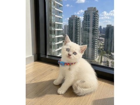 Safkan british shorthair bebekler
