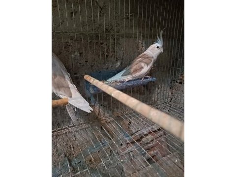 Yavru sultan papağanı yavrularım