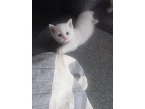 British shorthair harika bebekler