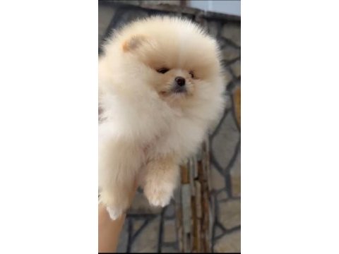 1. sınıf a kalite pomeranian bebekler