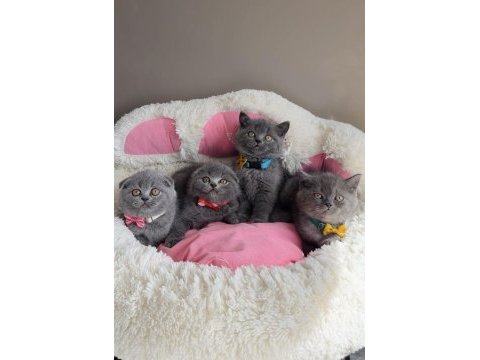 Ayı suratlı blue scotısh bebekleirm 