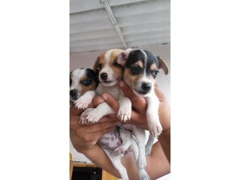 Kısa bacaklı jack russell yavrularımız