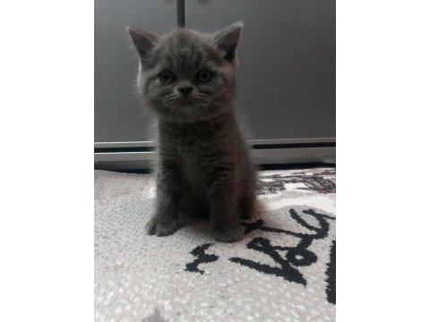 Dünya tatlısı british longhair yavrular