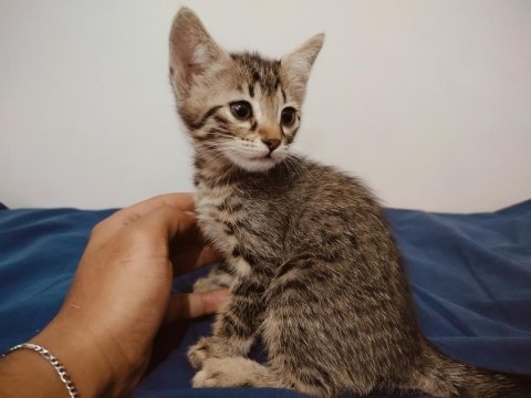 3 kardeş yavru tekir kedilerimiz