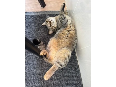 1 yaşında uysal british shorthair