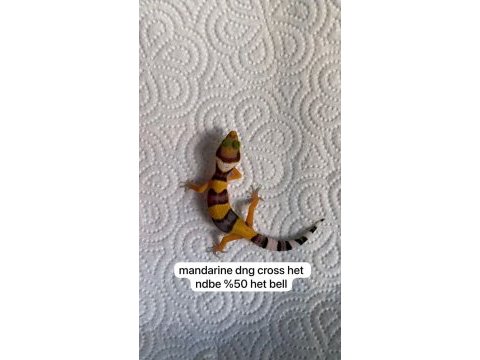 Yavru leopar gecko