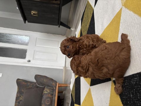 Toy poodle köpeği