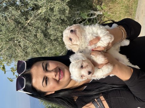 Safkan ufacık maltese terrier yavrularımız
