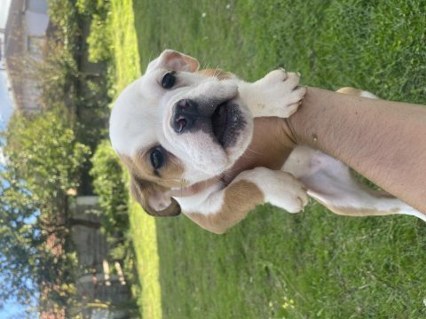 Bulldog dişi bebekler