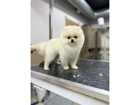 Safkan garantili pomeranian yavrular