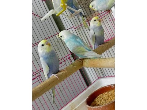 Forpus house farkıyla bebek rainbow muhabbet kuşları