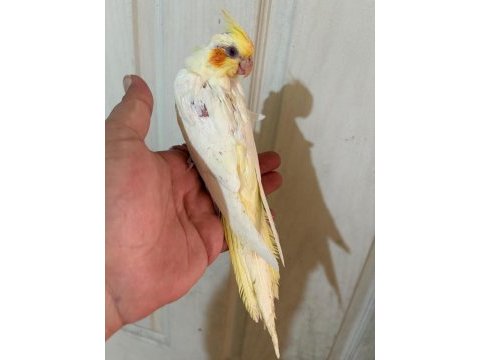 54 günlük ful evcil lutino sultan papağanı bebek