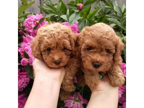 Toy poodle yavruları