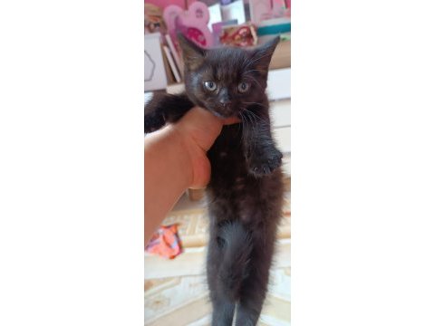 British shorthair silver