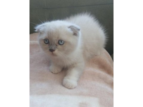 Boncuk gözlü scottish fold bebeklerim