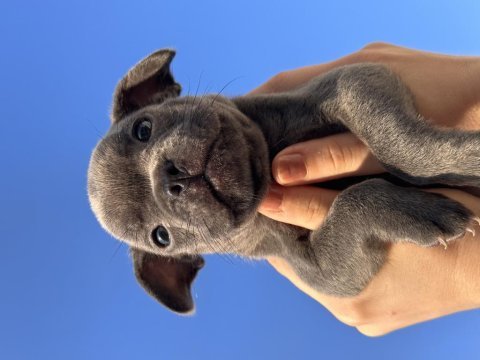 French buldog cinsi yavrularımız sahiplendirilecektir
