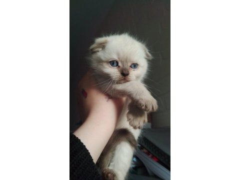 Scottish ve british shorthair 45 günlük