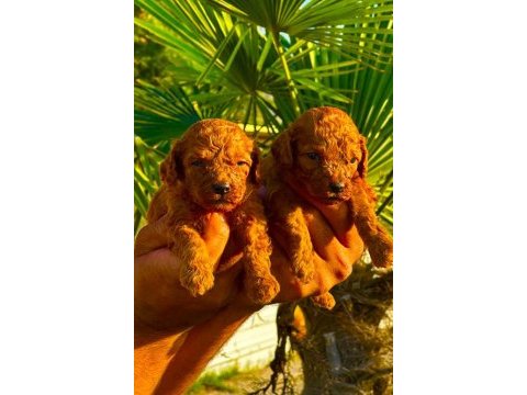 Toy poodle yavruları