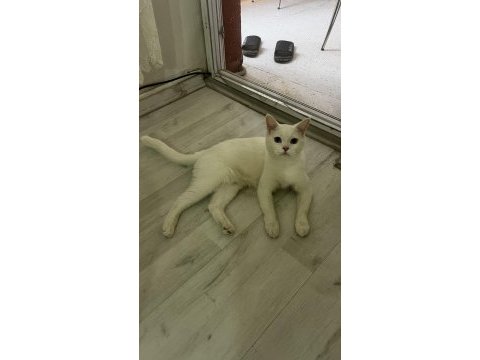 2 yaşında british shorthair