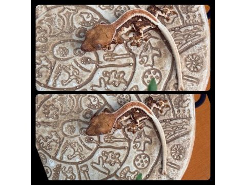 Crested gecko yavruları