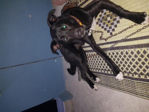 Labrador melezi hera yuva arıyor