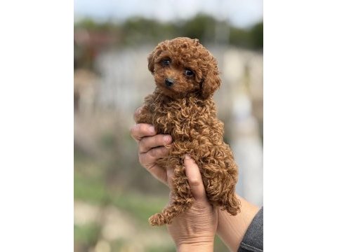 Aşılı çiş eğitimli teacup toy poodle 