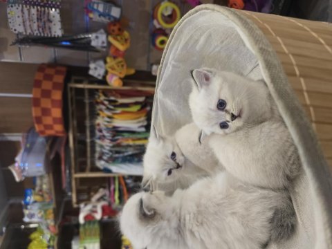 British shorthair 42 günlük