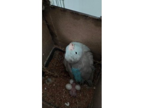 Hobiyi bırakıyorum yavru bakmış hazır forpus takım