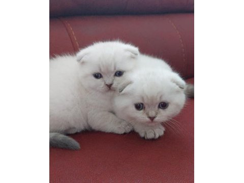 British shorthair 55 günlük