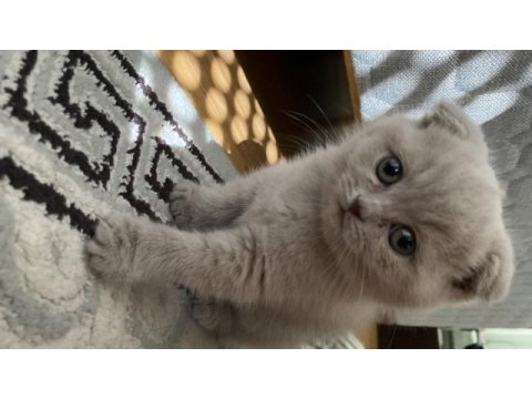 2 aylık scrli dişi scottish fold lilac