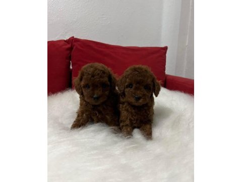 Red brown toy poodle micro boy