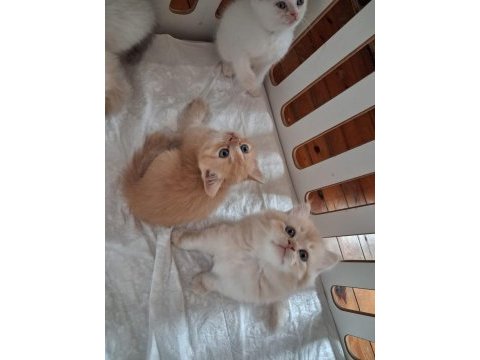British shorthair erkeler
