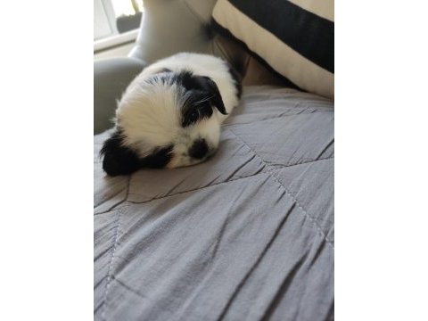 Shih tzu şitsu a kalite hızlı gönderim bursa türkiye
