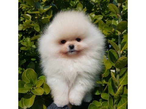 Pomeranian boo yavruları