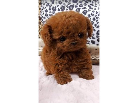 Toypoodle sevimli yavrular ruhsatlı çiftlik 