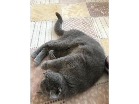 British shorthair kedimiz uygundur