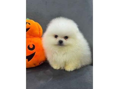 Ankaranın elit safkan pomeranian yavruları