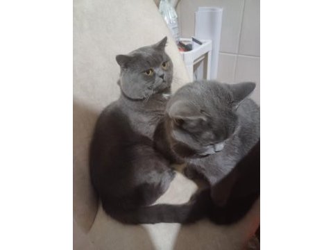Ücretsiz kedi