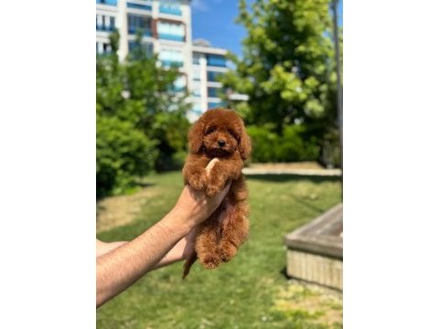 Harika toy poodle yavrularımız