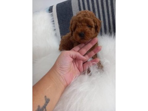 Toy poodle yavrular