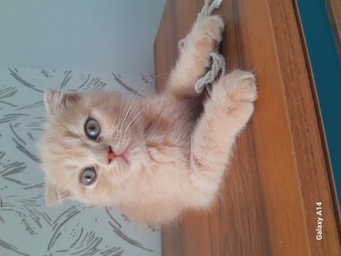 Çok tatlı ve farklı scottish fold