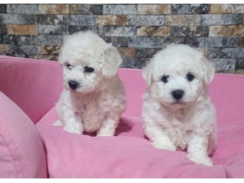 Türkiyede sayılı ailede olan özel ırk bichon frise