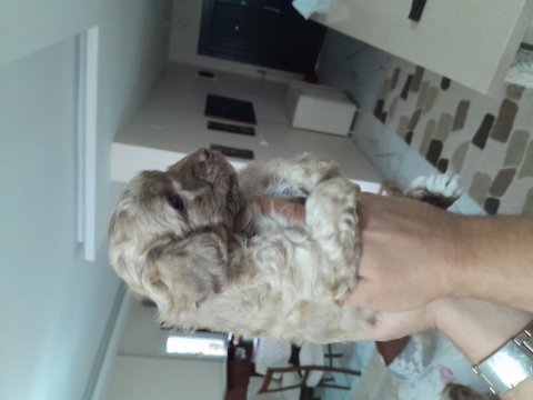 Veterinerden 2 aylık 0 numara terrier yavruları