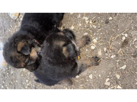 Alman kurdu iki dişi yavru