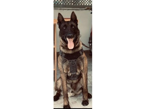 Safkan şecereli a class belçika malinois