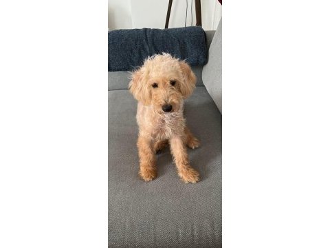 Tüm aşıları yapılmış maltipoo cinsi köpeğimiz